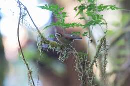 Image of Rufous-winged Fulvetta