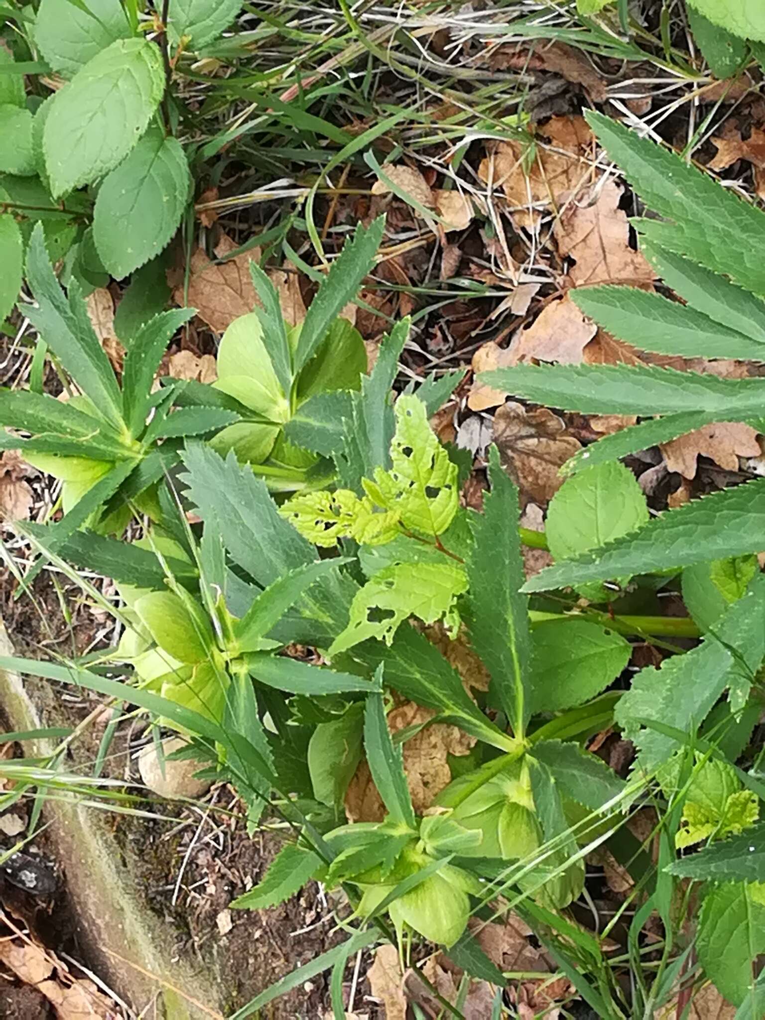 Image of Green Hellebore