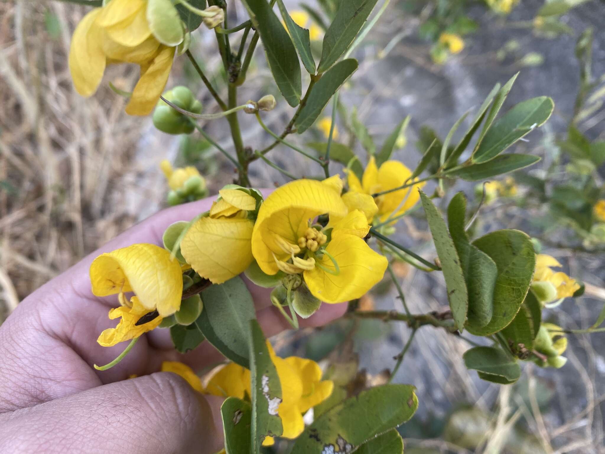 Image of Senna holwayana (Rose) H. S. Irwin & Barneby