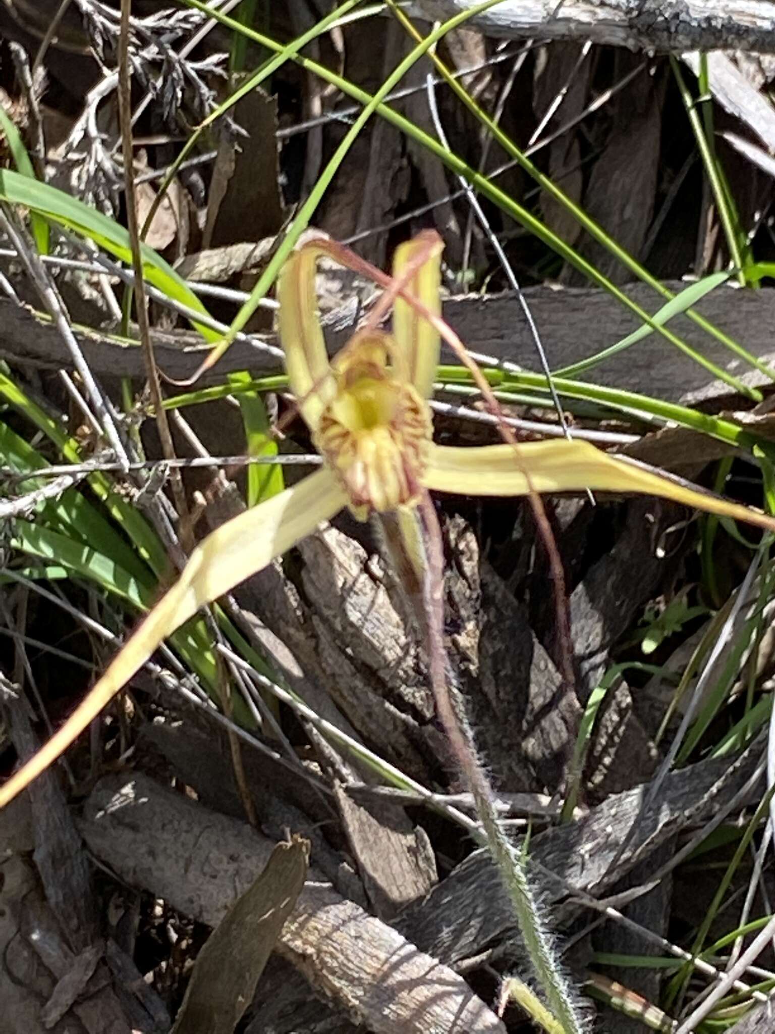 Image of Joseph's spider orchid