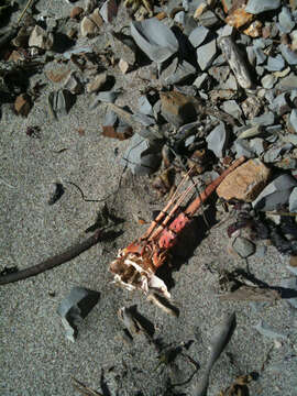 Image of California Spiny Lobster