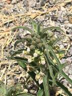 Image of Emory's milkweed