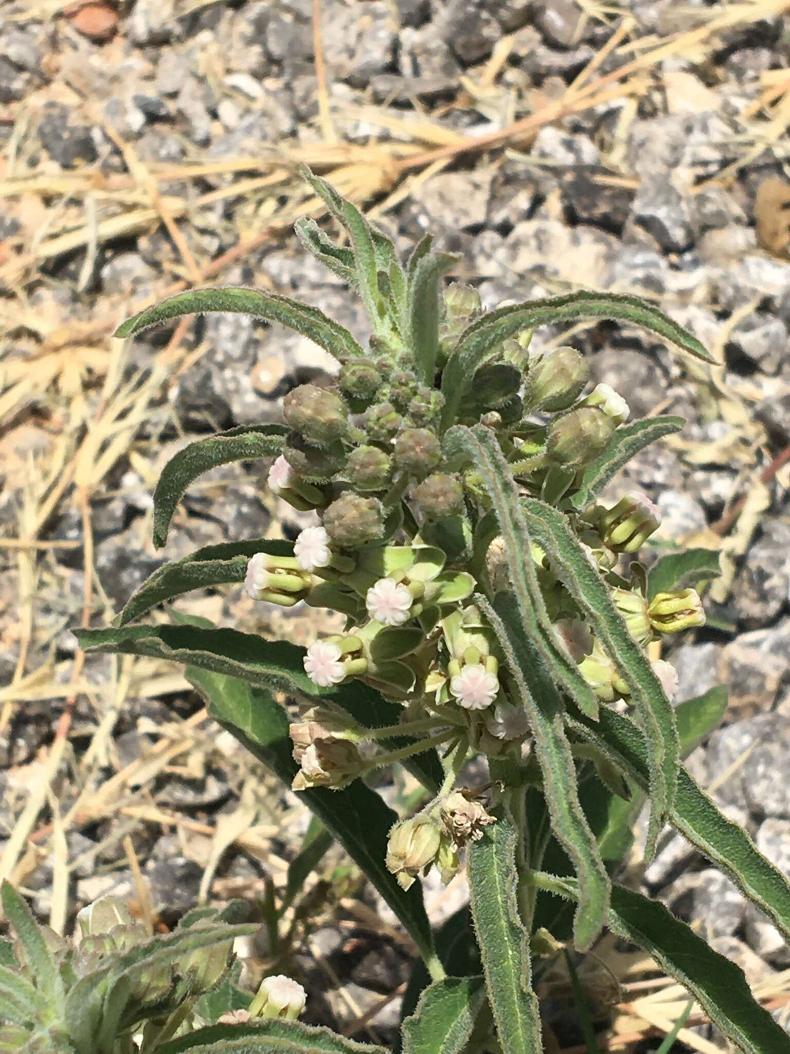 Image of Emory's milkweed