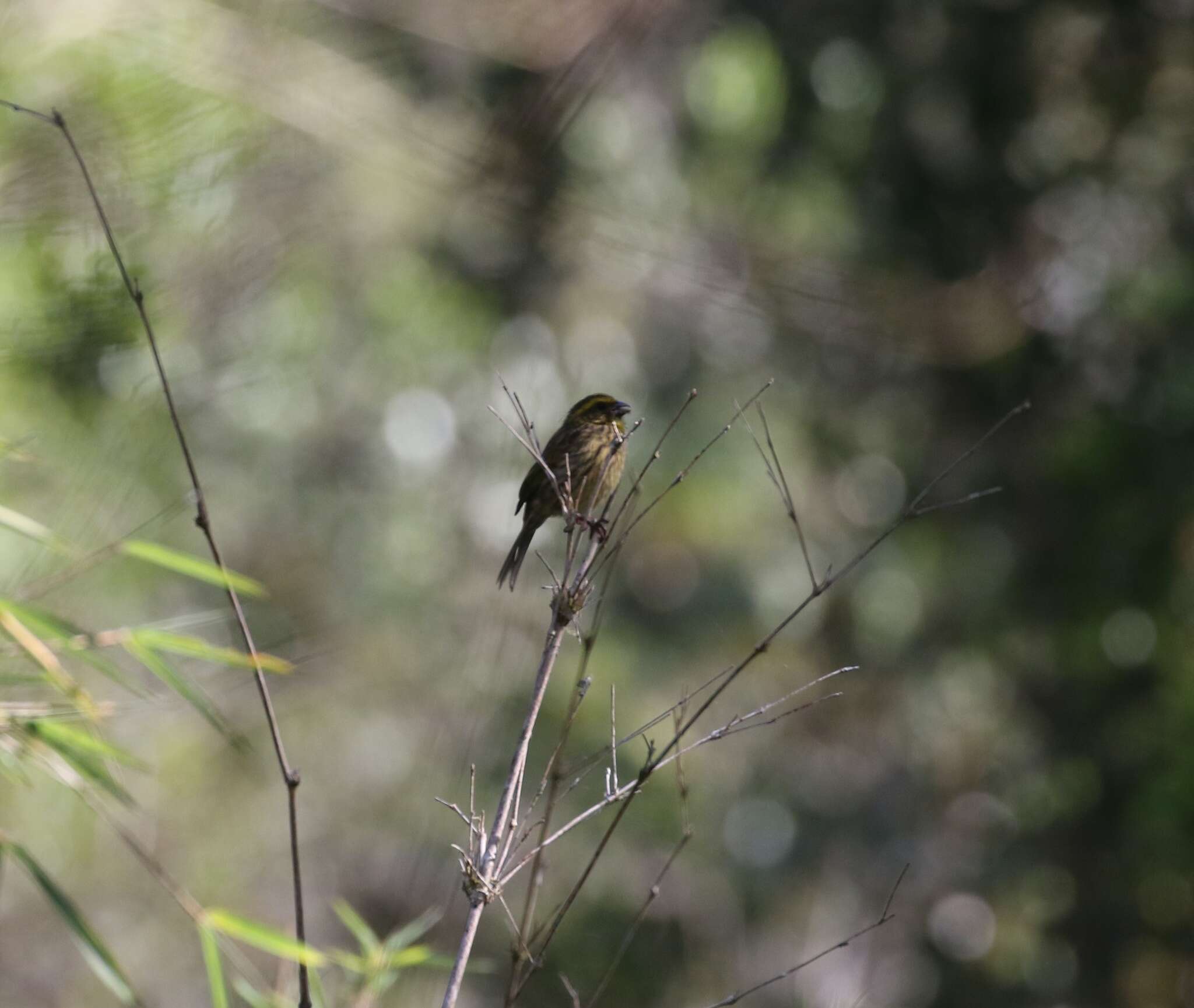 Image of Yellow-browed Seedeater