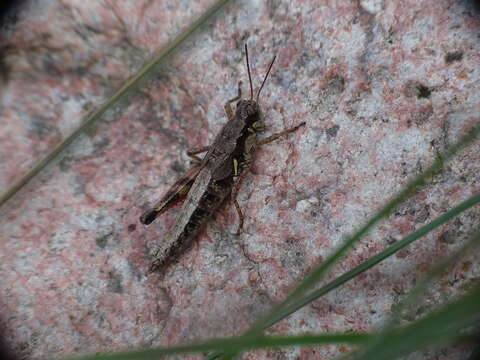 Melanoplus islandicus Blatchley 1898的圖片