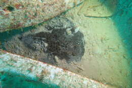 Image of Blackspotted Torpedo