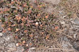 Image of Delosperma guthriei Lavis