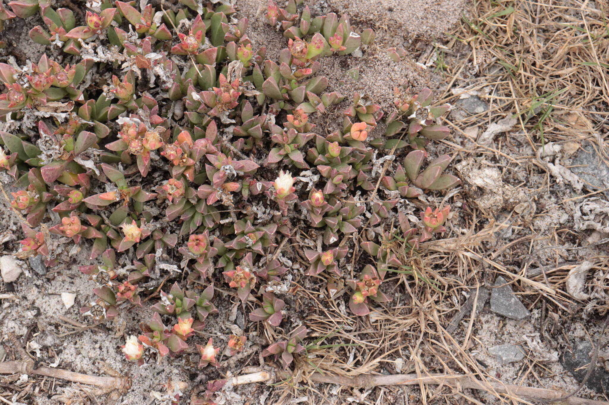 Image of Delosperma guthriei Lavis