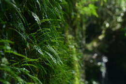 Image of Asplenium prolongatum Hook.