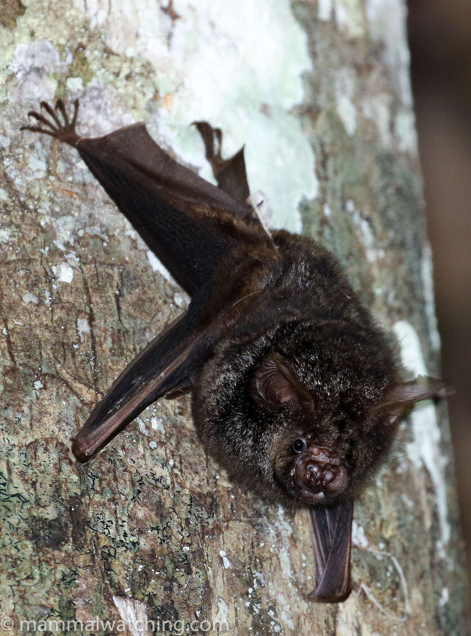 Image of Cyclops Leaf-nosed Bat