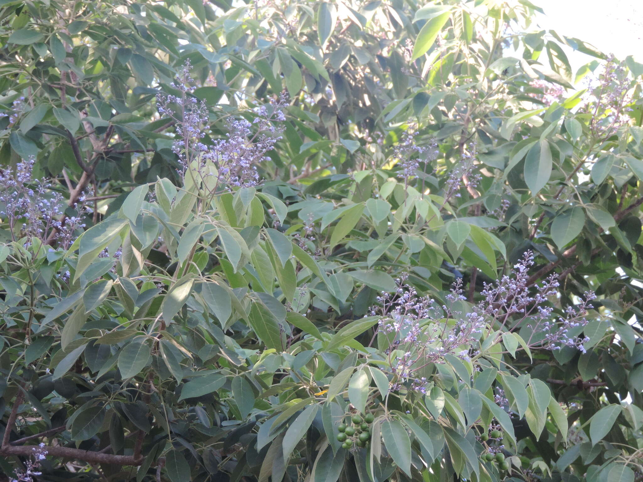 Imagem de Vitex gaumeri Greenm.