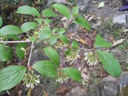 Image of Reddish viburnum