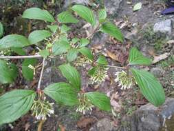 Image of Viburnum erubescens Wall.