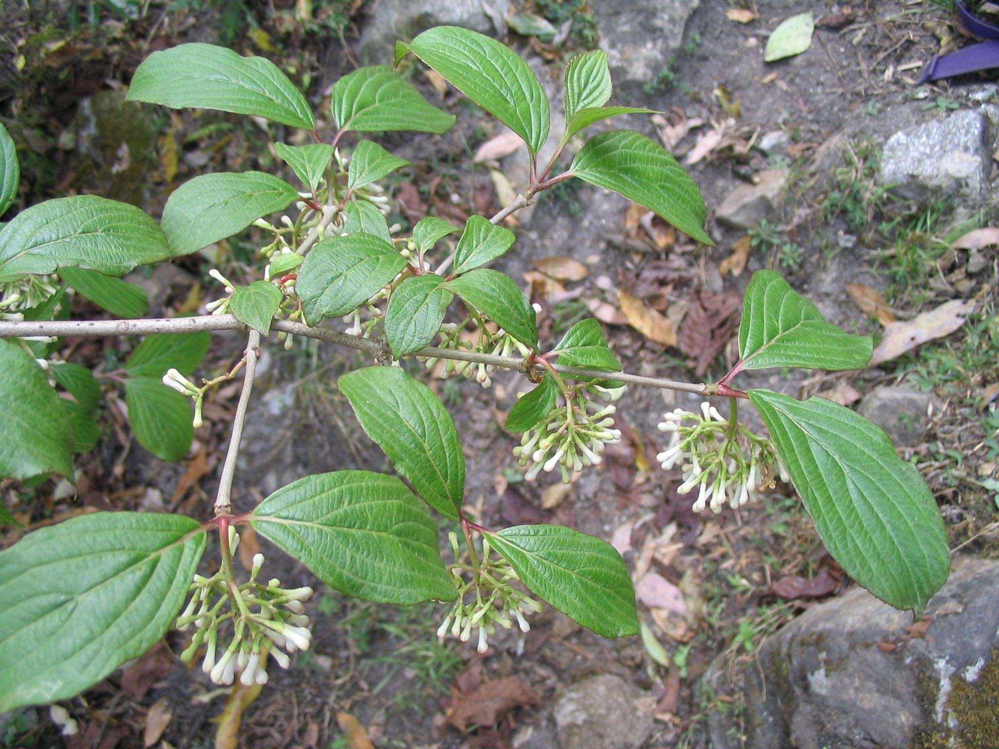 Image of Viburnum erubescens Wall.