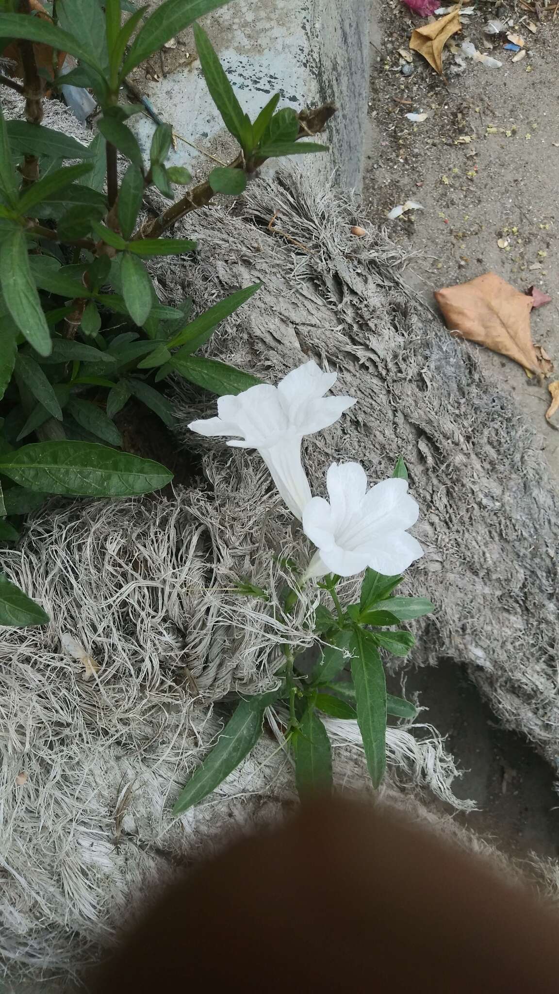 Sivun Ruellia foetida Humb. & Bonpl. ex Willd. kuva