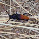 Image of Tragidion carinatum Thomson 1861