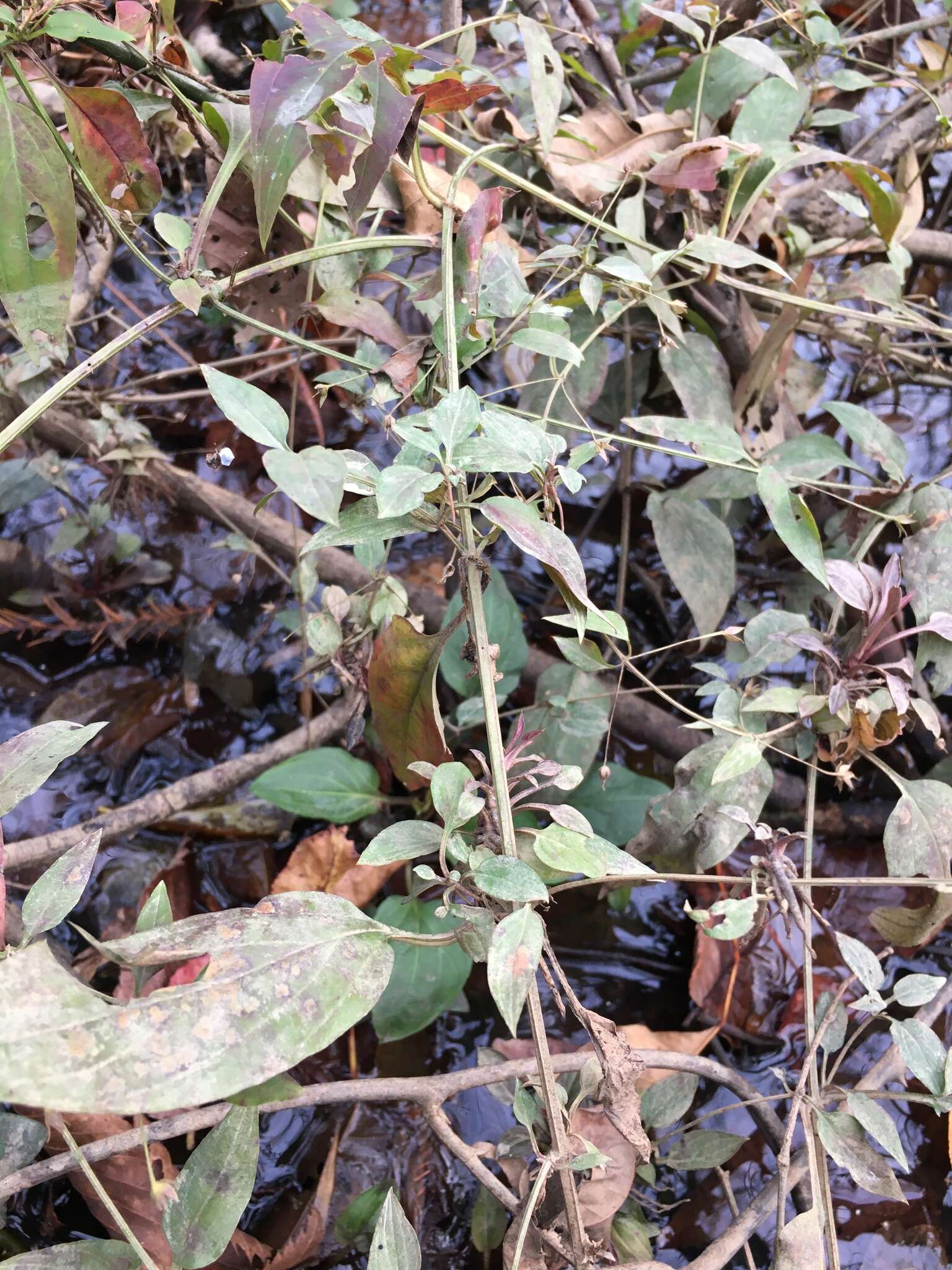 Image of Trailing Yellow-Loosestrife