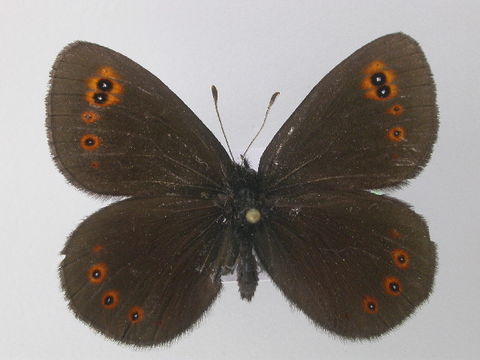 Image of <i>Erebia medusa</i> Schiffermüller 1775
