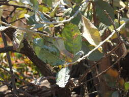 Image of Brachylaena discolor var. rotundata (S. Moore) H. J. Beentje