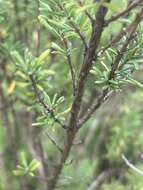 Image of Apalachicola false rosemary