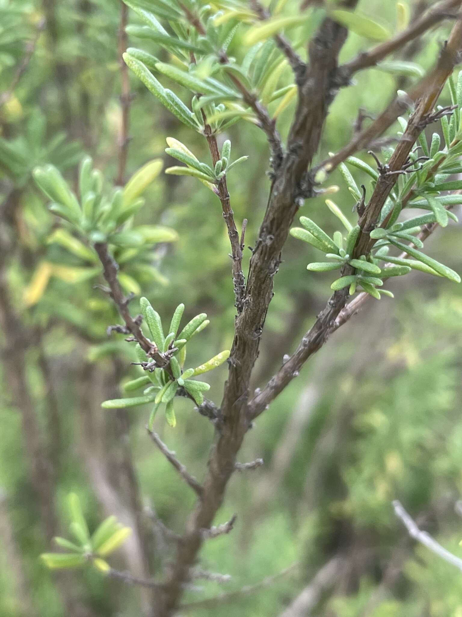 Image of Apalachicola false rosemary