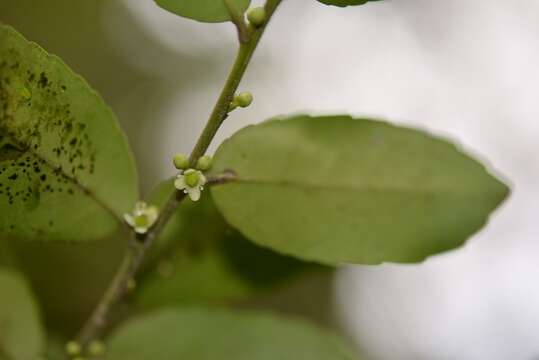 صورة Ilex discolor Hemsl.