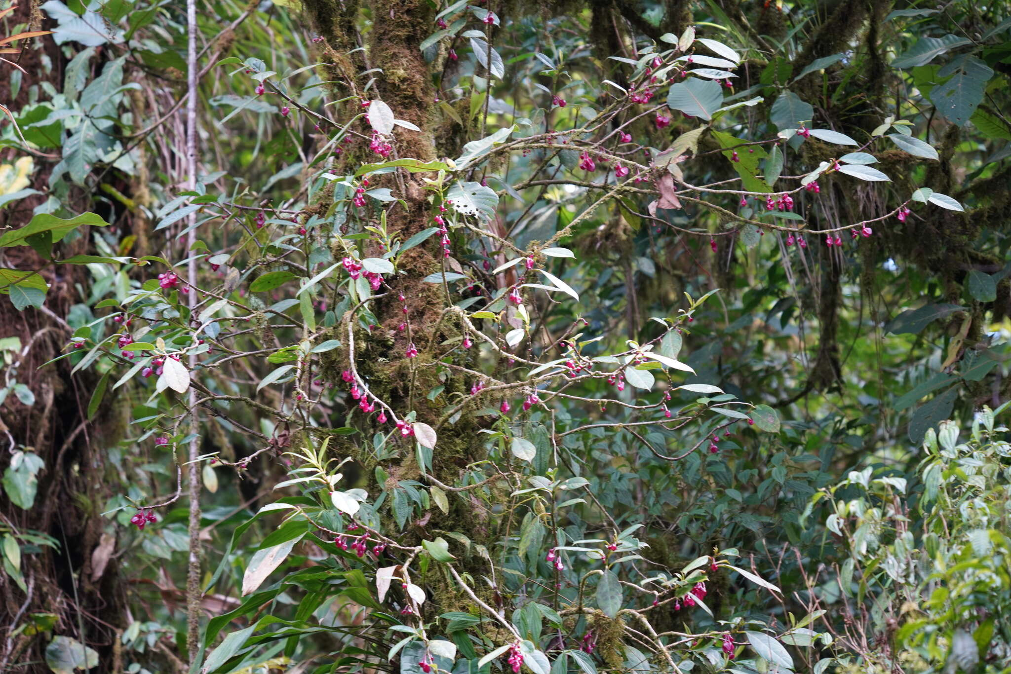 Image of Drymonia conchocalyx Hanst.