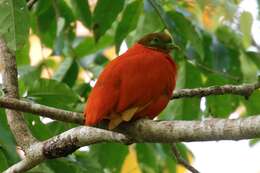 Image of Orange Dove