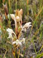 Image de Satyrium eurycalcaratum van der Niet