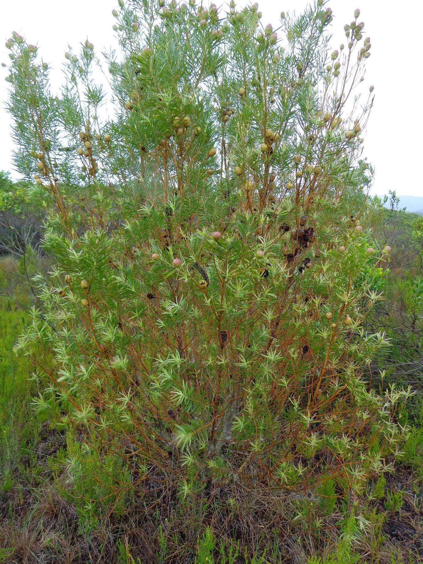 Imagem de Leucadendron salicifolium (Salisb.) I. Williams