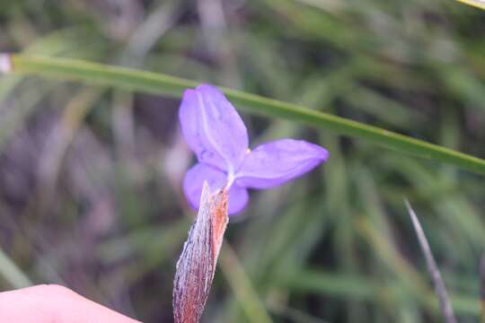 Image of Patersonia sericea R. Br.