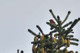 Image of Two-barred Crossbill