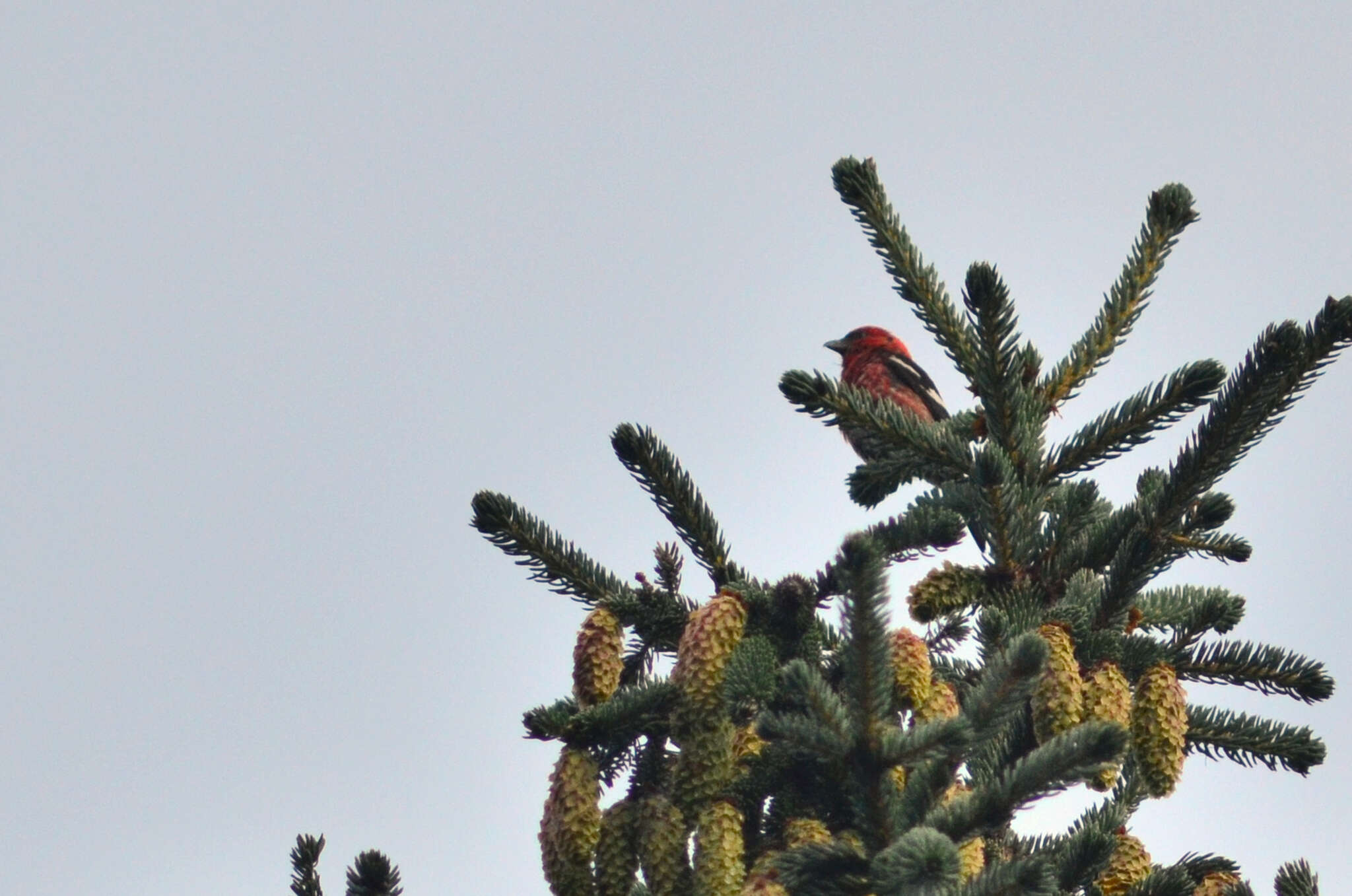 Image of Two-barred Crossbill