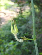 Image de Ceropegia juncea Roxb.