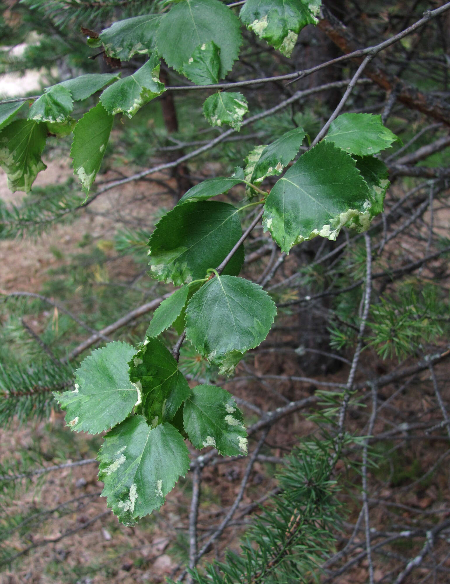 Image of <i>Acalitus rudis</i>