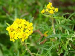 Слика од Eriophyllum staechadifolium Lag.