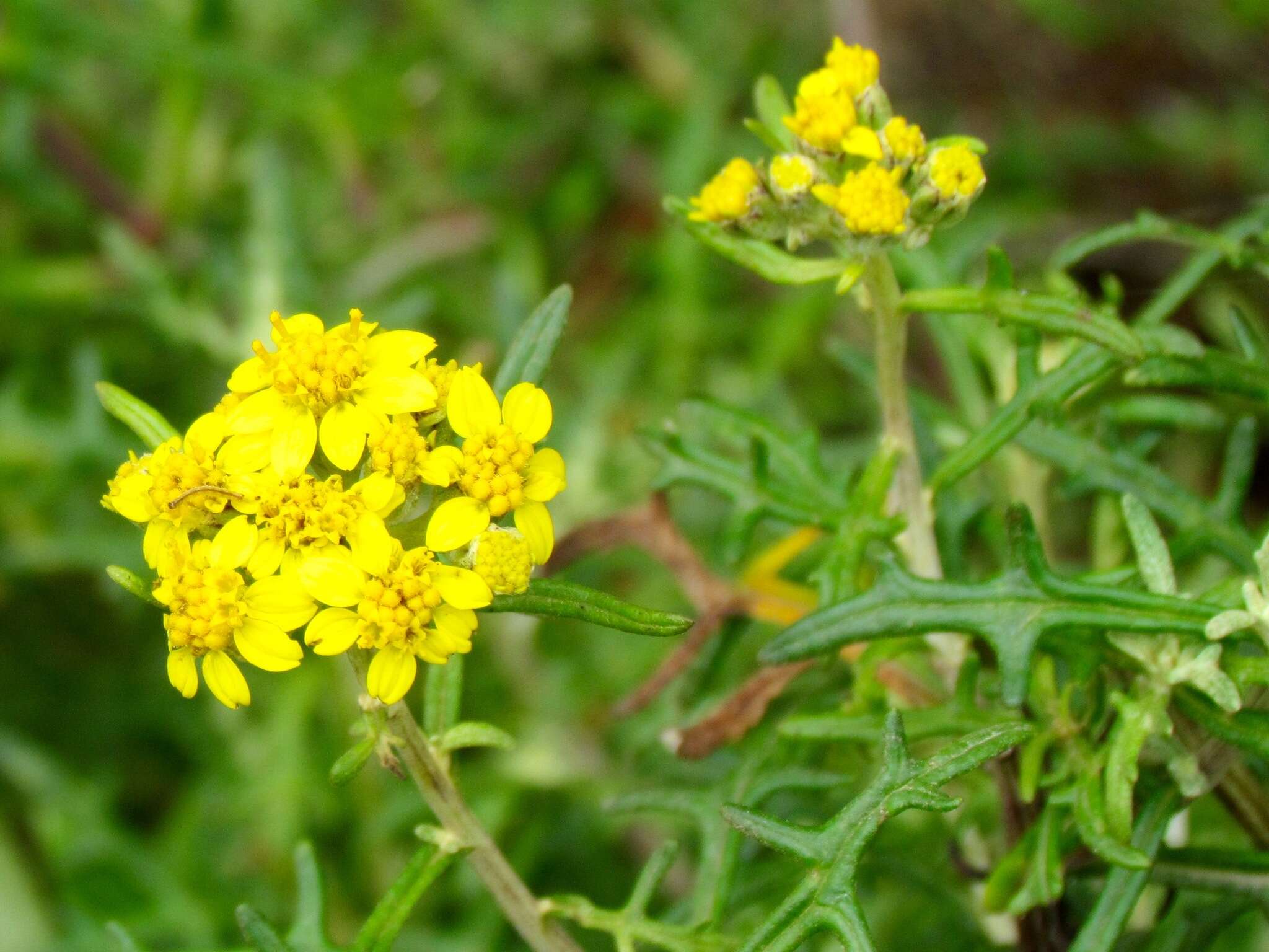 Слика од Eriophyllum staechadifolium Lag.