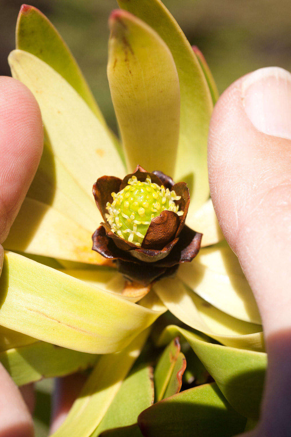 Image of Leucadendron microcephalum (Gand.) Gand. & Schinz