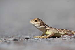 Image of Saltpan Ground-dragon