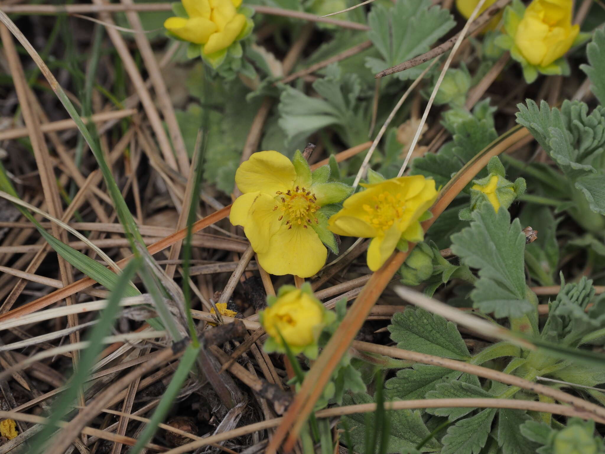 Image of abbotswood potentilla