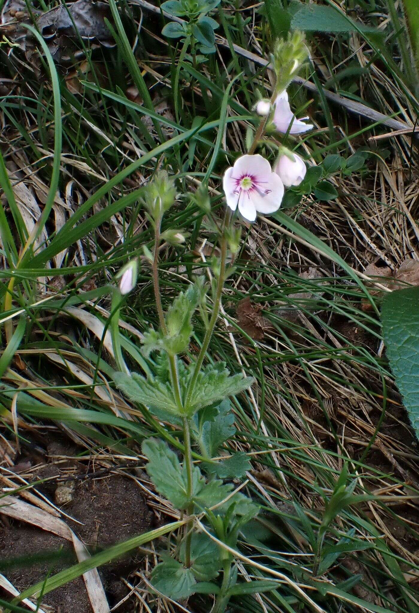 Image of Veronica vindobonensis (M. Fisch.) M. Fisch.