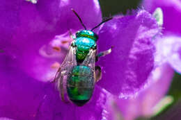 Imagem de Augochloropsis metallica (Fabricius 1793)