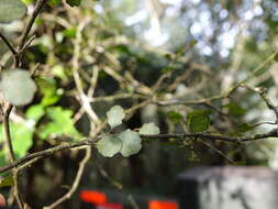 Imagem de Melicytus micranthus Hook. fil.