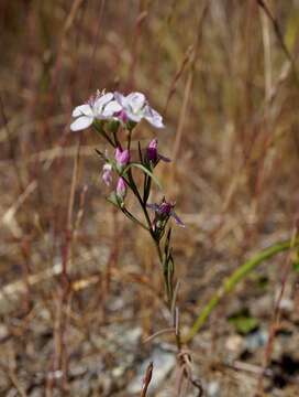 Image of Marin dwarf-flax