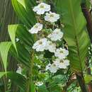 Image of Thunbergia grandiflora f. alba Leonard