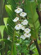 Image of Thunbergia grandiflora f. alba Leonard