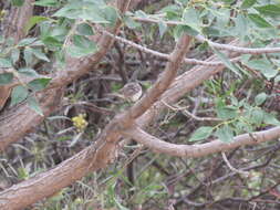 Image of Greater Wagtail-Tyrant