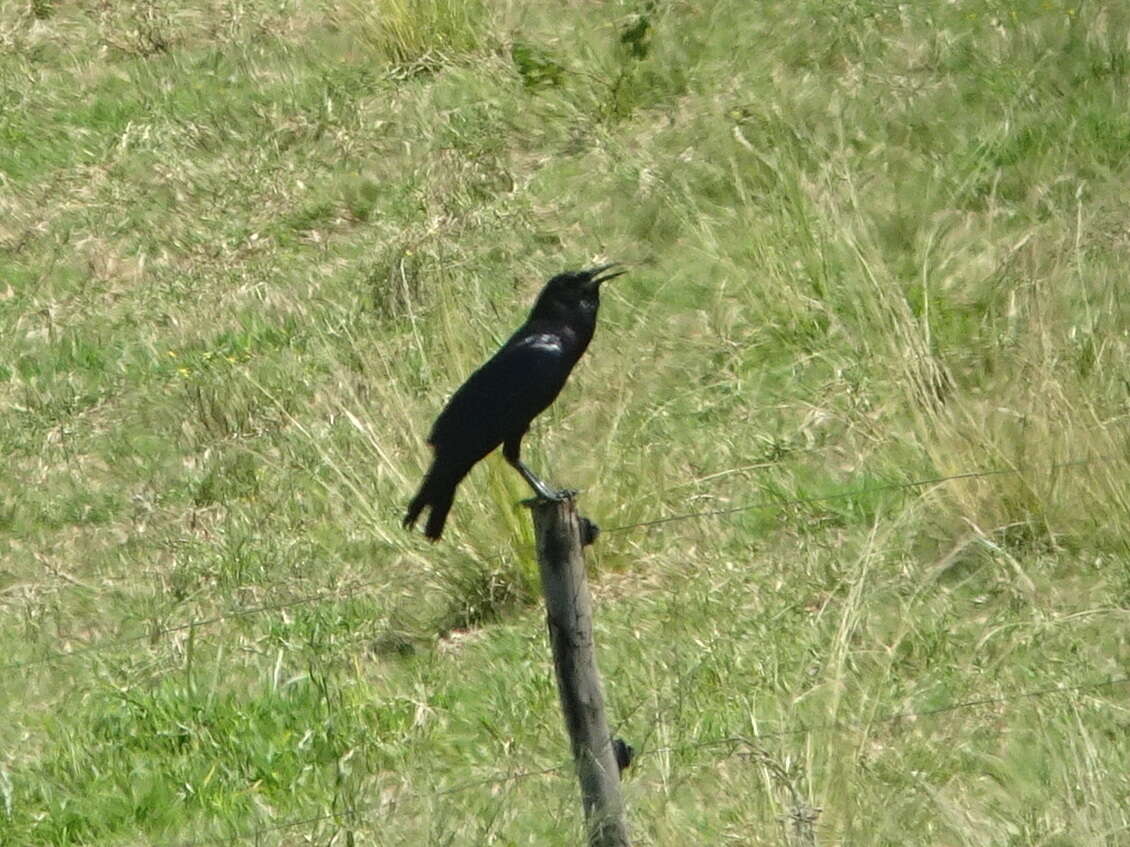 Image of Black Crow