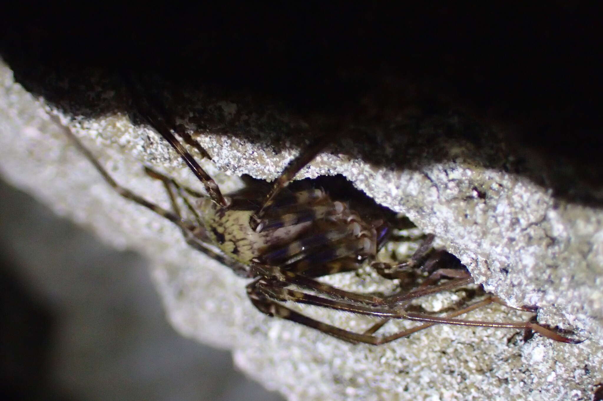 Image of Nelson Cave Spider