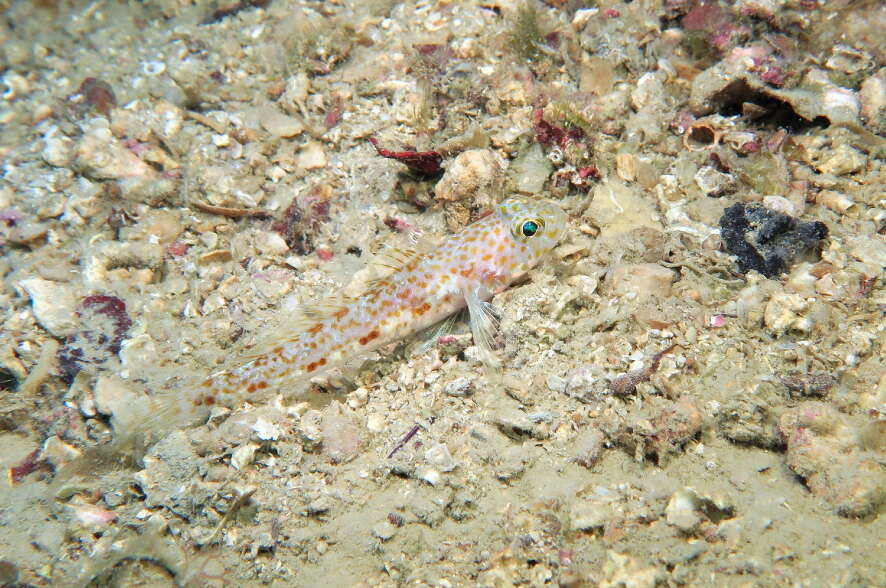 Image of Large-scaled goby
